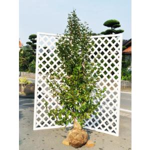 ヒメシャラ 株立ち 樹高1.8〜2.0m前後(根鉢含まず) 単品 : 相馬