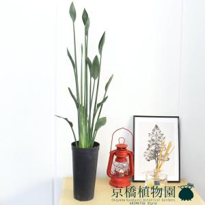 現品】パキポディウム・ゲアイー 1本立 6号 黒鉢（2） : 花のアリマツ