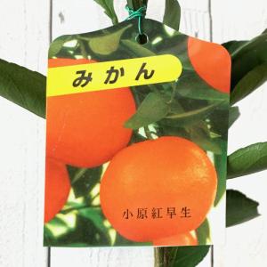 ゆら早生】 柑橘大苗 3年生接木苗 温州みかん ※納期指定:発送予定