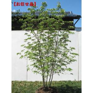 現品発送 アカシデ(アカメソロ)株立 樹高2.2-2.3m(根鉢含まず