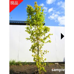 現品発送 ノムラモミジ (野村紅葉) 株立ち 樹高2.1-2.2m(根鉢含まず