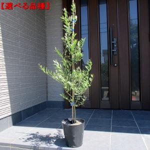 観葉植物 SOUJU（創樹）ブランド：オリーブの木*5号 ピクアル Picual