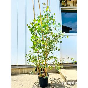 ポポラス 株立ち 約1.7m 現品発送 植木 苗木 丸葉ユーカリ 丸葉の
