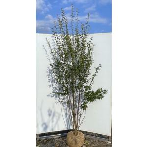 カクレミノ 株立ち 約1.5m 現品発送 特大株 植木苗木大苗 隠れ蓑 隠蓑