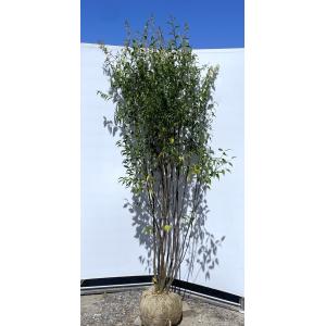 ハイノキ 株立ち 約2.2m 超特大株 植木苗木 灰の木 規格販売 お買い得