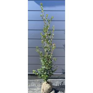 シマトネリコ 10本株立ち 約2.1m 現品発送 豪華株 特大株 植木苗木大苗