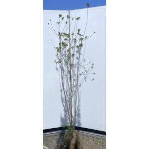 山ツツジ 約2m 株立ち 現品発送 美樹形株 特大株 大苗植木苗木