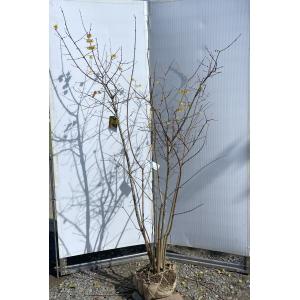 満月ロウバイ 株立ち 約2m 現品発送 超特大株 植木苗木大苗 満月蝋梅