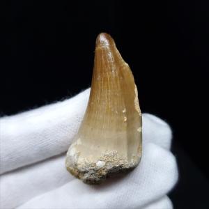 モササウルス 化石 歯 本物 モロッコ産 27.67mm プレゼント ギフト