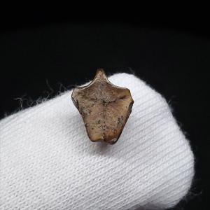 希少 恐竜 卵 化石 本物 フランス産 200mm プレゼント ギフト eb1