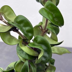 観葉植物）ホヤ スラウェシアナ Mamasa， West