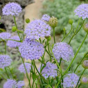 多肉植物：ユーフォルビア グロエネワルディ*幅14cm 現品 一品限り
