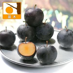 すもも(プラム)苗木 ハリウッド（紅葉すもも） : 植物・園芸専門店 花