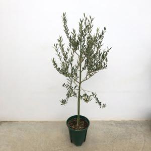 小倉園 オリーブ・セントキャサリン 6号鉢 オリーブの木 鉢植え 庭木
