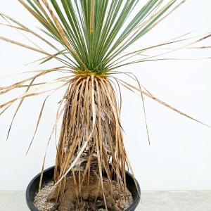 数量限定 ロストラータ ハイブリッドユッカ 耐寒性南欧風プランツ