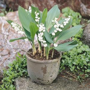 コーデックス：メキシコ亀甲竜 ディオスコレア マクロスタチア*塊幅