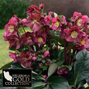 クリスマスローズ 交配種系 : plantlife - 通販 - Yahoo!ショッピング