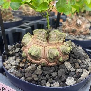 コーデックス：アフリカ亀甲竜*塊根幅7.5cm 現品！一品限り : 遊恵