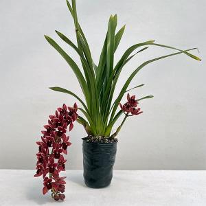 キンリョウヘン大株 花芽5芽以上 : 日本ライン花木センターYahoo