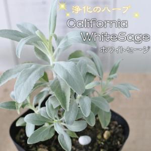 ホワイトセージの苗 3−3.5号ポット苗 サルビア アピアナ : 植物・園芸