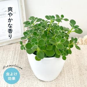 ハーブ アロマティカス 9cmポット 苗 多肉 観葉植物 寄せ植え1株