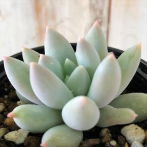 日本花キ流通 多肉植物 caアエオニウム サンデルシー 多肉植物