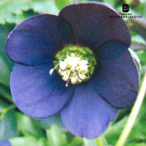 クリスマスローズ苗 原種 デュメトラム 杉光園芸 杉山交配 9cmポット