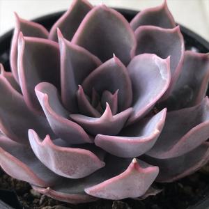 多肉植物 エケベリア ブラックサバス 9cmポット 観葉植物 インテリア