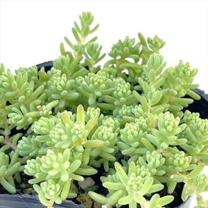 日本花キ流通 多肉植物 seセダム そよ風の天使 多肉植物 セダム ブレビ