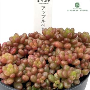 多肉植物 Aeonium ブラックチェリー 新入荷 るる農園 : るる農園