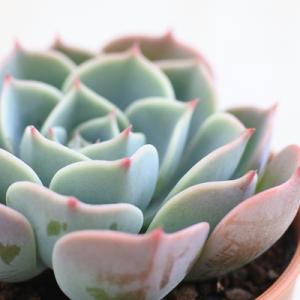 多肉植物 oriミックスベリア No.010 青鬼 おらいさん苗 送料無料