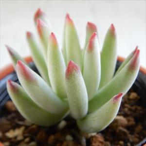 日本花キ流通 多肉植物 seエンジェルティアーズ錦 多肉植物 7.5cm