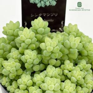 日本花キ流通 多肉植物 caアエオニウム サンデルシー 多肉植物