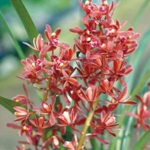 キンリョウヘン 金稜辺 花芽付き 原種系 赤花 花芽2芽 4号ポット苗 令