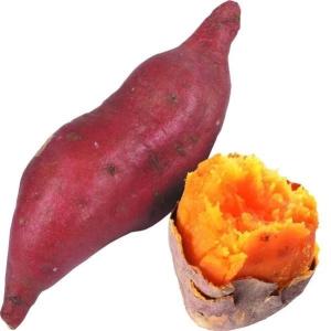 令和7年入荷分完売！】バイオ(ウイルスフリー)苗 栗かぐや PVP登録品種