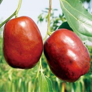 なつめ 苗木 【超大実 皇帝ナツメ】 1年生 ポット苗 : 苗木の専門店