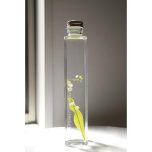 花咲くハーバリウム サラセニア 361 Sarracenia Stevensii : 花郷園