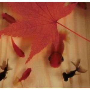 金魚アート インテリア オブジェ アート 桜 プリザーブドフラワー 本物