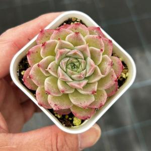 多肉植物 エケベリア ロンギシマ 7.5cmポット苗 : ハニーミント - 通販