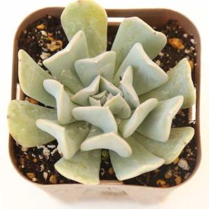 多肉植物 プロリフェラ 7.5cmポット苗 : ハニーミント - 通販 - Yahoo