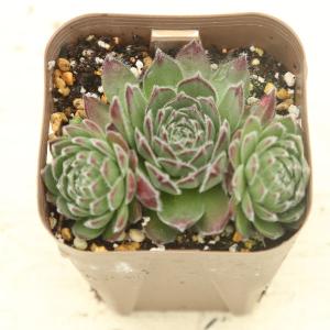 多肉植物 センペルビウム チェリーフロスト 7.5cmポット苗 : ハニー