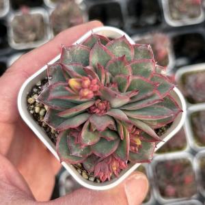 多肉植物 エケベリア リラシナ×ヒアリナHyb 7.5cmポット苗 : ハニー