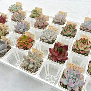 多肉植物 センペルビウム10種セット 9/21更新 : ハニーミント - 通販