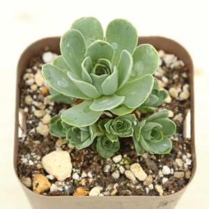 多肉植物 プロリフェラ 7.5cmポット苗 : ハニーミント - 通販 - Yahoo