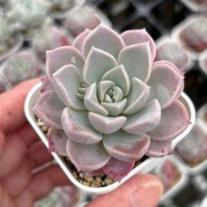 多肉植物 エケベリア ラブリーローズ 7.5cmポット苗 : ハニーミント