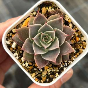 多肉植物 エケベリア ロココ 7.5cmポット苗 : ハニーミント - 通販