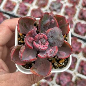 多肉植物 エケベリア アリエル錦 7.5cmポット苗 : ハニーミント - 通販