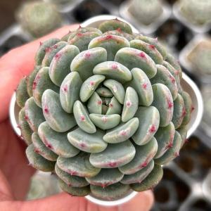 多肉植物 エケベリア 大和錦（パープソルム） 7.5cmポット苗 : ハニー