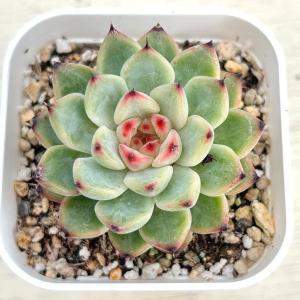 多肉植物 エケベリア スプリングスプリング 7.5cmポット苗 : ハニー