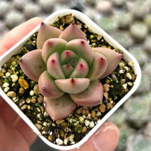 多肉植物 エケベリア レッドソウル 7.5cmポット苗 : ハニーミント